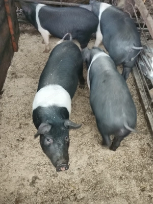 Vând soldani mangalita și bazna