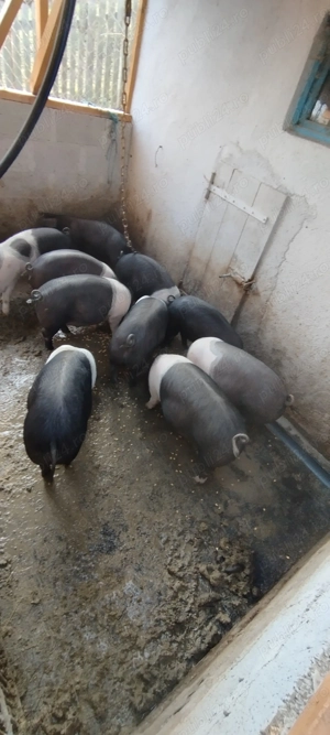 Vând purcei bazna - imagine 3