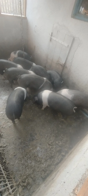 Vând purcei bazna - imagine 2