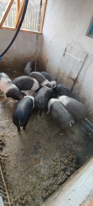 Vând purcei bazna - imagine 5