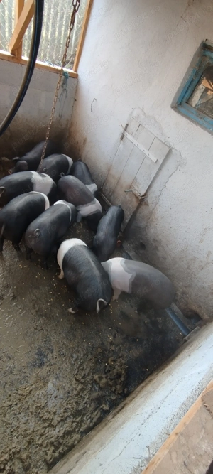 Vând purcei bazna - imagine 4