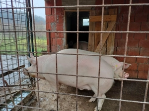 Anunț vânzare porc de carne