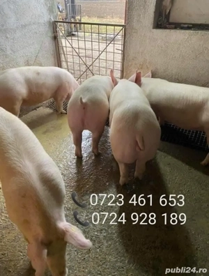 Porci de Carne de Vanzare 12 lei kg