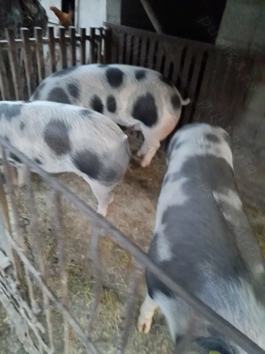 Porci de vânzare