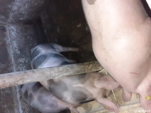 Porci de vânzare.  - imagine 2