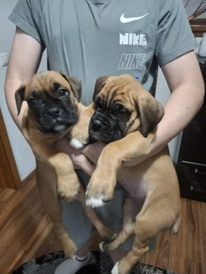 Caini boxeri - pui 2 luni