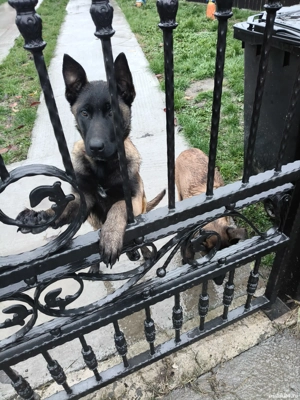  Ciobanesc belgian malinois  - imagine 5