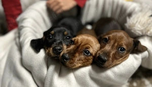 Cățeluși Teckel caută familie