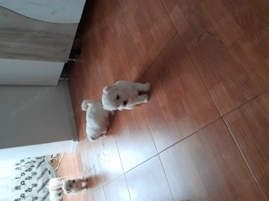 Bishon Malteze cauta  casuta