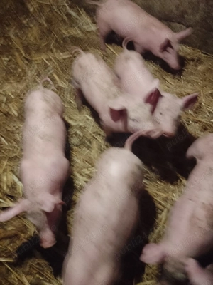 Purcei de vanzare teleorman Gradisteanca - imagine 3