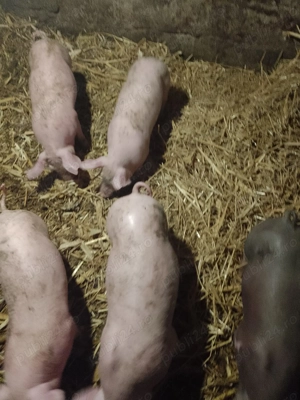 Purcei de vanzare teleorman Gradisteanca - imagine 2