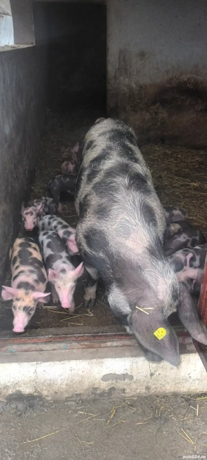 De vânzare purcei  - imagine 2