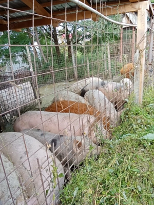 Mangalita  Ron 15 kg - imagine 2