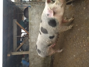 Porc de vânzare  - imagine 2