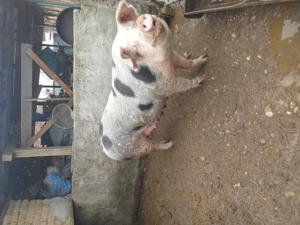 Porc de vânzare  - imagine 4