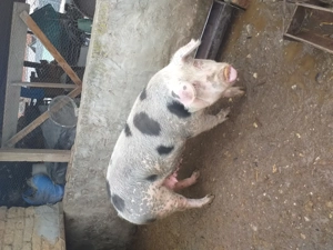 Porc de vânzare  - imagine 5