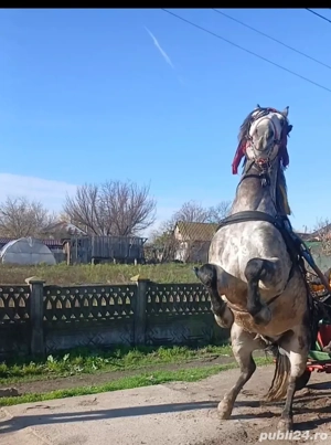 Se vinde armasar,in varsta de 5 ani! - imagine 2