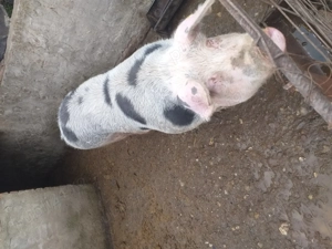 Porc de vânzare  - imagine 3