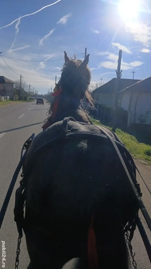 Se vinde armasar,in varsta de 5 ani! - imagine 3