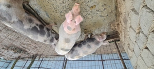 Porci de vânzare  - imagine 3