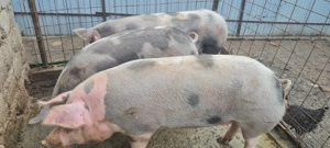 Porci de vânzare  - imagine 4