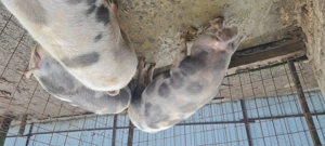 Porci de vânzare  - imagine 5