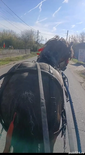 Se vinde armasar,in varsta de 5 ani! - imagine 4