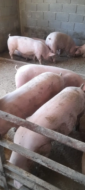 Porci pentru masa de craciun