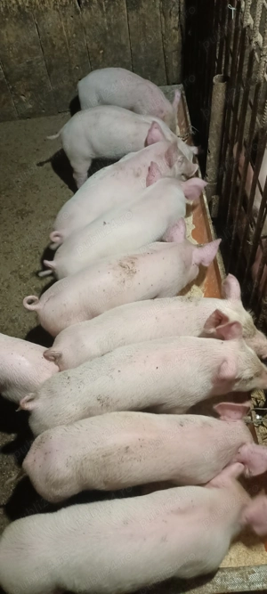 Purcei opt săptămâni - imagine 2