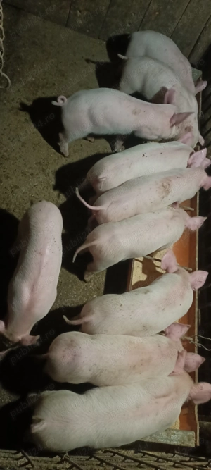 Purcei opt săptămâni