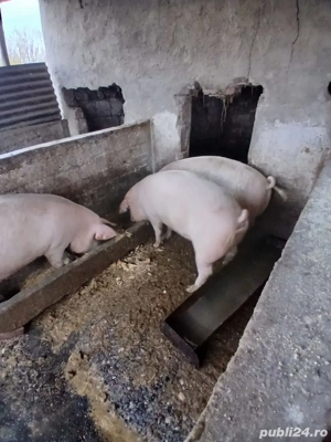 Vând porci  - imagine 2