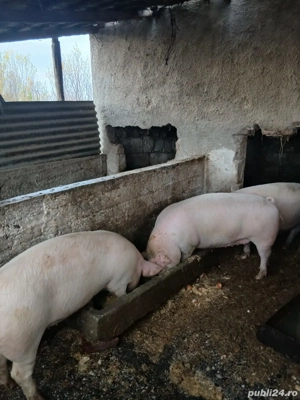 Vând porci  - imagine 4
