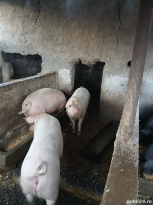 Vând porci  - imagine 3