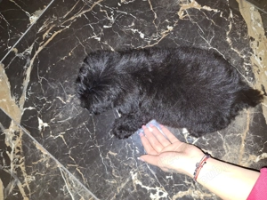 Bichon frise negru fetiță - imagine 5