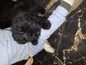 Bichon frise negru fetiță - imagine 2