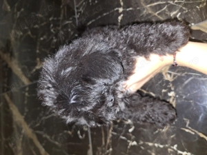 Bichon frise negru fetiță - imagine 4