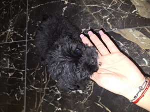 Bichon frise negru fetiță - imagine 3