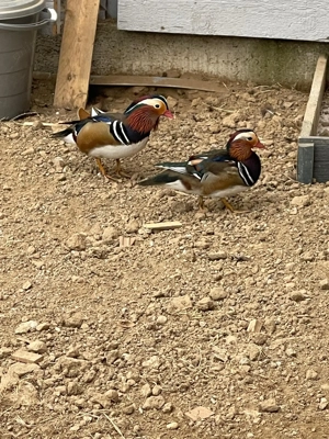 Lebede , rate mandarine, caroline , bahamas, 