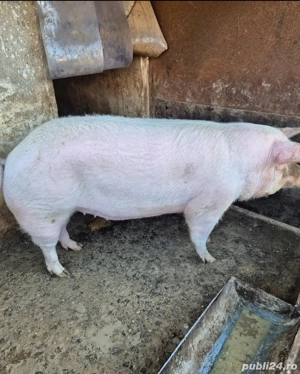 Vând Purcea  - imagine 2