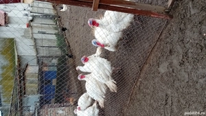 vand curcani si curci albe de carne - imagine 5