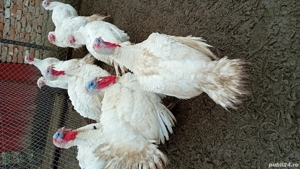 vand curcani si curci albe de carne - imagine 4