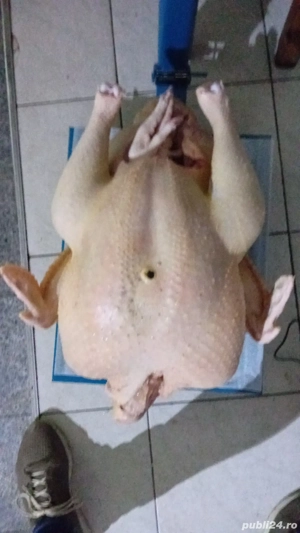 vand curcani si curci albe de carne - imagine 3