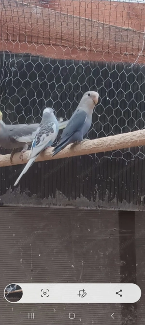 Papagali ninfe, agaponis ,perusi - imagine 2