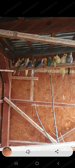 Papagali ninfe, agaponis ,perusi - imagine 3