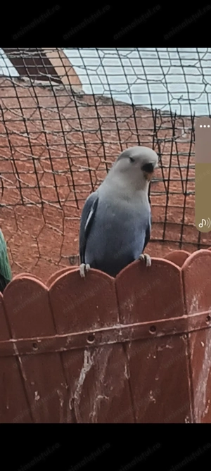 Papagali ninfe, agaponis ,perusi - imagine 4