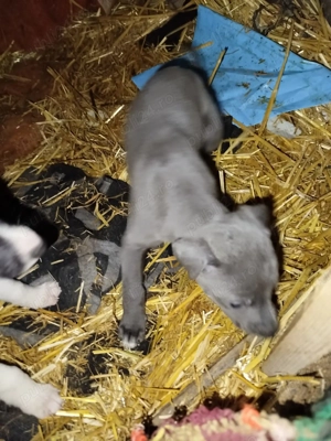 Vând căței ogari de 1 luna  - imagine 4