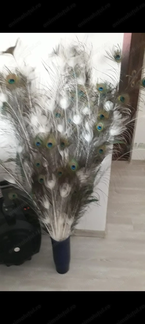 Pauni tineri sau adulti - imagine 2