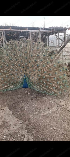 Pauni tineri sau adulti