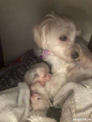 Pui de bichon maltez 