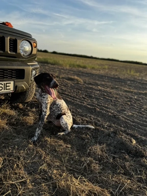 Vând sau schimb femelă de brac german cu pedigree 